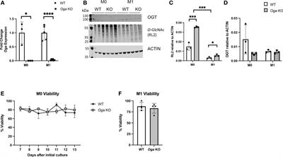 Chronically Elevated O-GlcNAcylation Limits Nitric Oxide Production and Deregulates Specific Pro-Inflammatory Cytokines